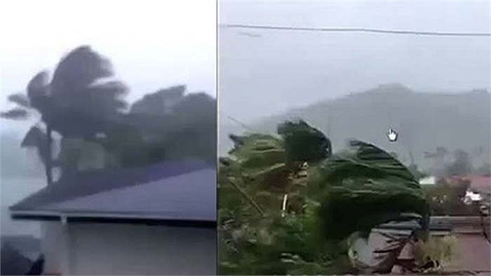 Cây cối bị gió bão giật nghiêng ngả