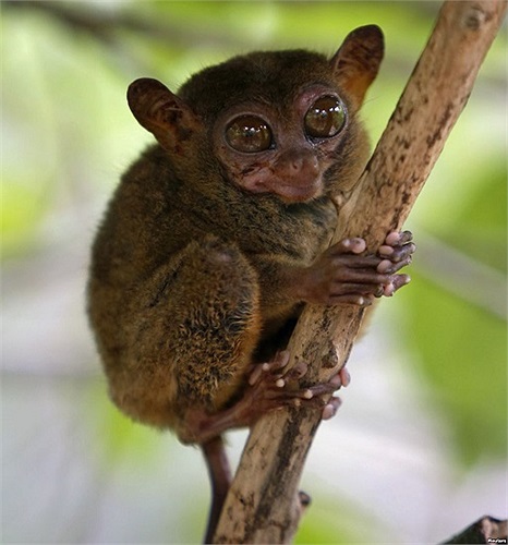 Khỉ lùn Tarsier, một trong những loài linh trưởng nhỏ nhất thế giới được sơ tán đến trung tâm bảo tồn ở Lobok, Bohol sau trận động đất ở Philippines 