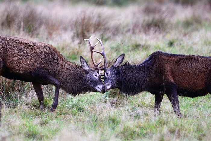Hai chú hươu đỏ ở Glen Etive, Scotland đang đọ gạc