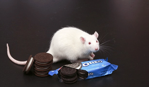 Bánh Oreo có khả năng gây nghiện như ma túy