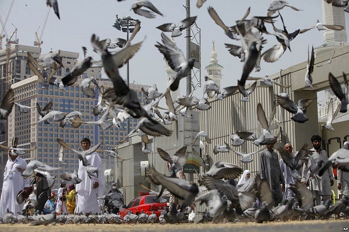 Những chú chim bồ câu bay xung quanh nơi cầu nguyện của những người hành hương tại Mecca, Ả rập 