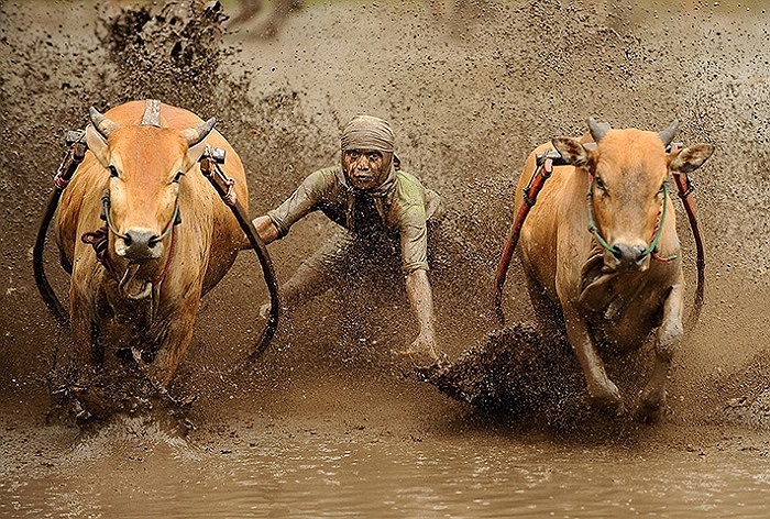 Một thí sinh cùng hai chú bò của mình trong cuộc thi kéo cày tại Batusangkar, Indonesia