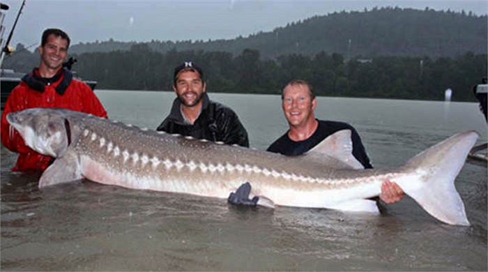 Loài cá này có chiều dài phát triển cực đại lên tới 5,6m và nặng trung bình 400kg. 