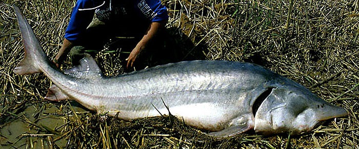 Tuy có thân hình khổng lồ, nhưng loài cá này được cho là hiền lành vì chúng không có răng và ít gây hại cho đồng loại.