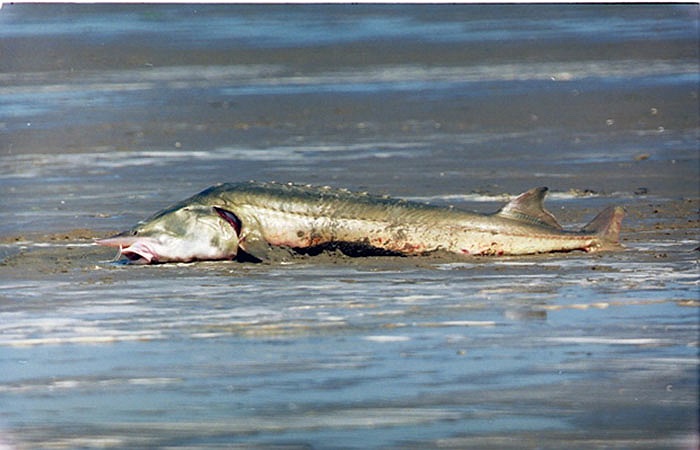 Chúng dùng chiếc mõm dài để lùng sục tầng đáy kiếm mồi. Thức ăn của chúng là những con cá nhỏ và những loài nhuyễn thể không xương.