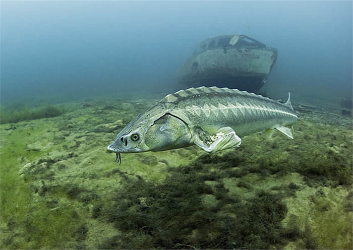 Cá tầm Kaluga là một trong những loài cá có độ tuổi phát dục muộn và chu kỳ sinh sản rất xa. 
