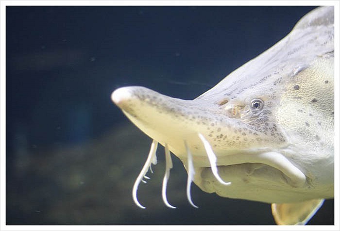 Khoảng 2 năm chúng mới sinh nở một lần, và chu kỳ càng thưa, khoảng 3 – 4 năm một lần với những con đã già.