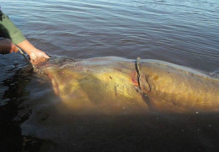 Thịt của chúng được xếp vào thực đơn hàng ngày của vua chúa thời xưa.