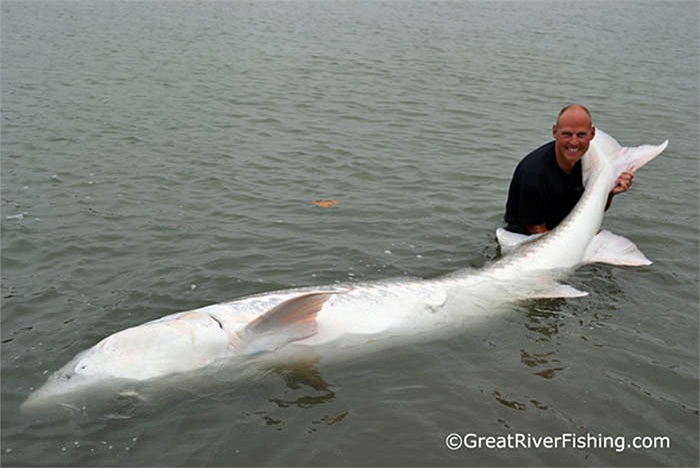 Thậm chí, có con đạt trọng lượng tới 1 tấn khi trưởng thành.