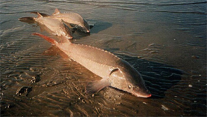 Hiện nay, nhiều nước trên thế giới đang nghiên cứu, nuôi sinh sản và bảo tồn giống cá quý hiếm này.