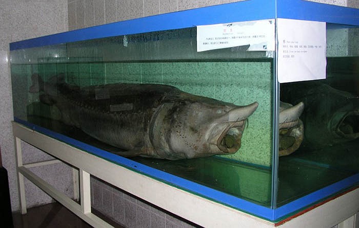 Tuy nhiên, loài cá tầm Kaluga không thích nghi với môi trường nhân tạo, nên nỗ lực của các nhà khoa học chưa đạt được mong muốn.