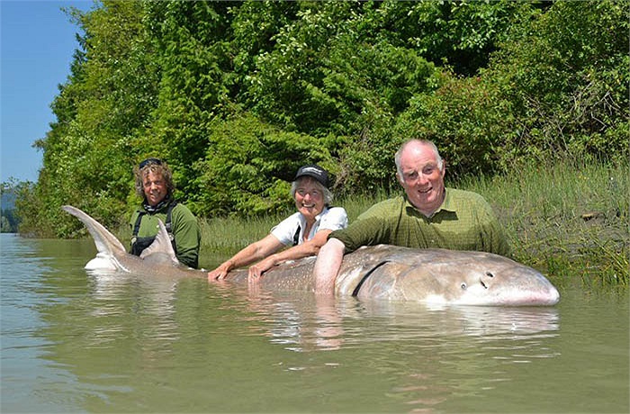 Trong suy nghĩ của chúng ta, loài cá cho thịt và trứng rất ngon này chỉ nặng vài kg, nhiều lắm cỡ chục kg. Nhưng ít ai có thể ngờ, loài cá tầm Kaluga lại nặng đến cả tấn.