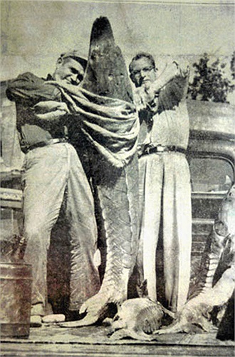 Đây là loài cá đặc biệt, có khả năng sinh sống trong nhiều môi trường nước, gồm cả nước ngọt, lợ, và vùng biển mặn.