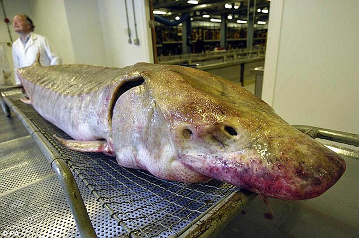 Tuổi thọ của loài cá tầm Kaluga rất đáng nể, lên tới 80 năm.