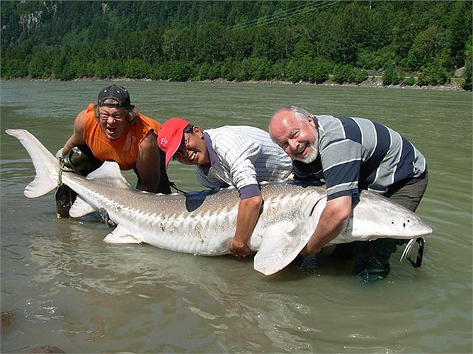 Chúng sống chủ yếu ở tầng nước ngầm có độ sâu 45-50m với nhiệt độ nước từ 10 đến 20 độ C.