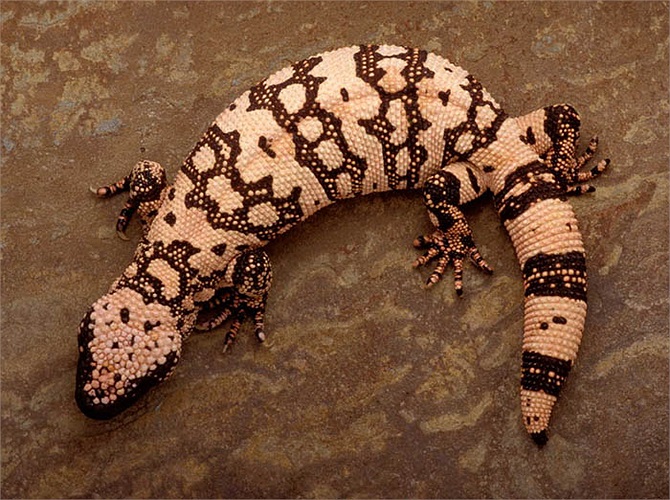 Thằn lằn Nam Mỹ còn được mệnh danh là ‘quái vật’ Gila Monster. Chúng sinh sống chủ yếu ở vùng sa mạc khô cằn như Arizona của Mỹ và Mexico.