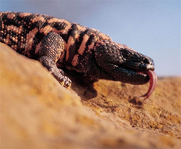 Hoạt chất này tương tự như hoạt chất nội tiết glucagon – like – peptide – 1 có trong bộ máy tiêu hóa của con người, giúp điều chỉnh lượng đường trong máu, nhưng có tác dụng kéo dài hơn.