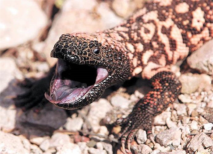 Các nhà khoa học đã sản xuất ra loại thuốc có tên Byetta và cho tiến hành các thí nghiệm trên các bệnh nhân tiểu đường type 2 và đạt kết quả đáng kinh ngạc.