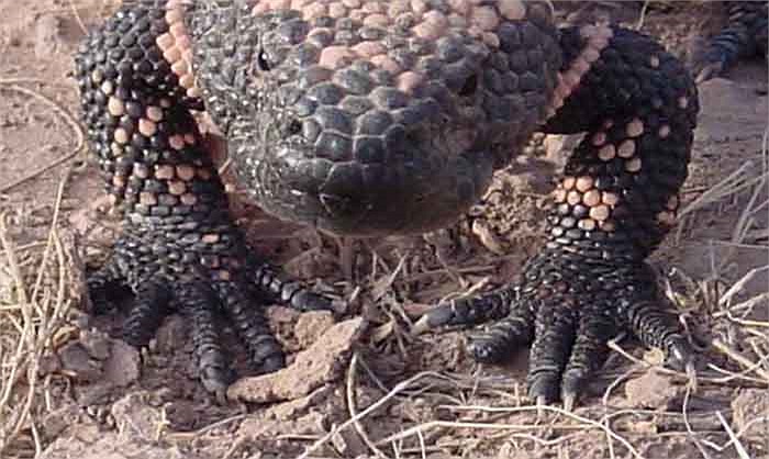 Chỉ một mũi tiêm trước khi ăn 1 giờ, Byetta có thể điều chỉnh lượng đường trong máu, làm giảm các nguy cơ gây biến chứng của bệnh tiểu đường trong 8 tháng.