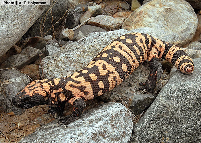 Hiện nay, hoạt chất này là cứu cánh cho nhiều bệnh nhân mắc bệnh tiểu đường trên thế giới.