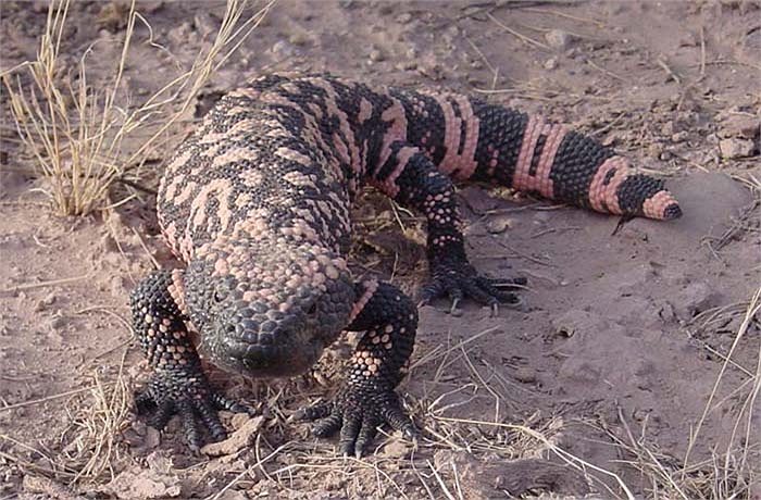 Tuy nhiên, trước sự săn bắt của con người, ‘quái vật’ Gili đang đứng trước nguy cơ tuyệt chủng. Đây là một thức thách với các nhà bảo tồn động vật hoang dã và y khoa trên thế giới.