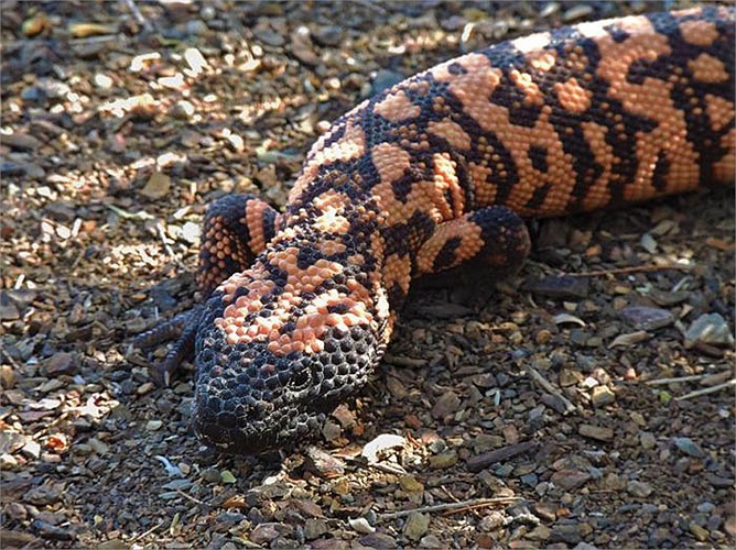 Chúng có thân hình ngắn, cái đầu to và cơ thể chắc nịch. Cơ thể được cấu tạo bởi lớp gân cứng, rất giống với loài khủng long, tuy nhiên lại khá xa lạ với loài bò sát ngày nay.