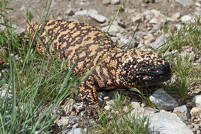 Chúng có lớp da cứng, tựa dát cườm, có hai màu đen, hồng đan xen, tạo thành hoa văn. Da của chúng có nhiều vòng đẹp mắt, rất ấn tượng.