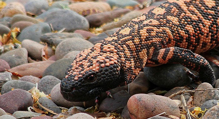 Sở hữu chiếc lưỡi dài, chẻ đôi, ‘quái vật’ Gila Monster sẽ đớp gọn con mồi trong nháy mắt.