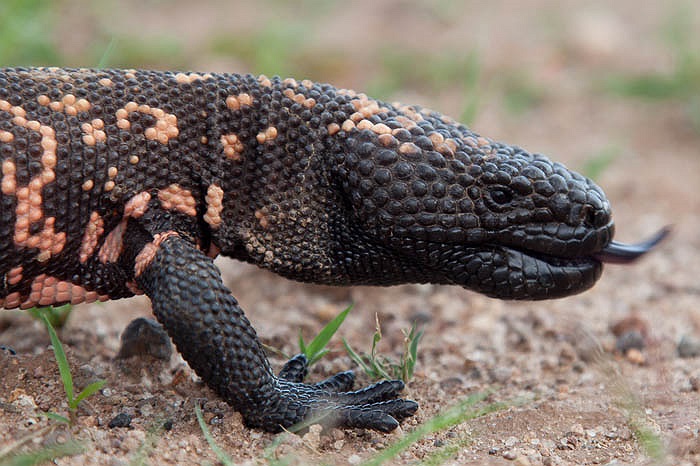Cùng với nọc độc vô cùng lợi hại, khó có con mồi nào thoát khỏi cái chết một khi đã nằm trong miệng ‘quái vật’ Gila.