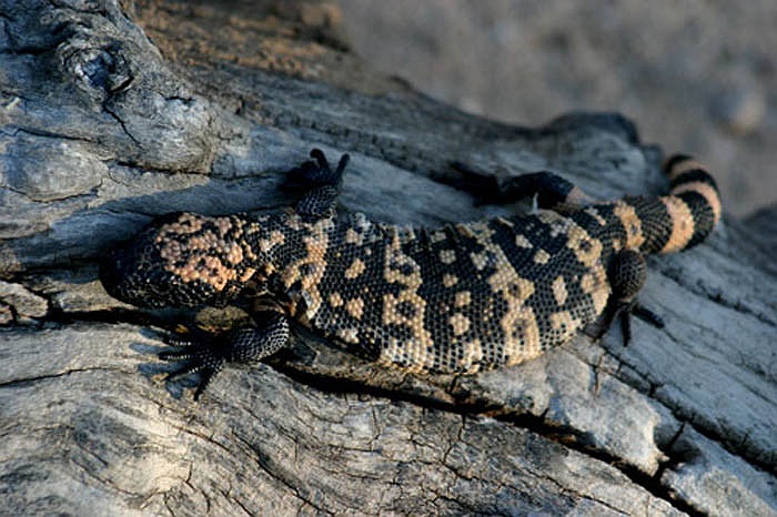 Giống với họ hàng loài bò sát, thức ăn chủ yếu của chúng là côn trùng, hoa quả. Món ăn khá ưa thích của Gila Monster là chuột.