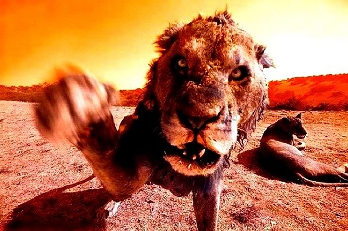 Trong suốt 9 tháng, các công nhân xây dựng tuyến đường sắt này liên tiếp trở thành mục tiêu săn đuổi của hai con sư tử ăn thịt người 