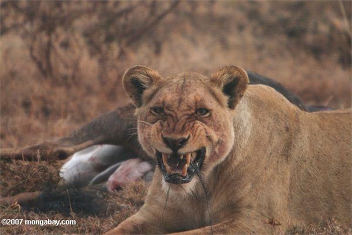 Một kỹ sư trưởng phụ trách dự án đường sắt tên là John Henry Patterson quyết định giải pháp duy nhất để dừng lại những cuộc tấn công này là phải giết những kẻ ăn thịt người