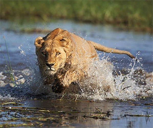 Ông đã từng tiêu diệt hụt hai con sư tử này rất nhiều lần trước đó. Mãi đến tận tháng 12/1898, ông mới giết được một con
