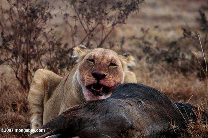 Trong hang còn vương vãi rất nhiều dấu vết các nạn nhân của chúng như những mảnh quần áo, đồ trang sức và xương người