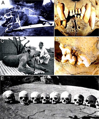 Mãi sau này người ta mới biết rằng chúng là hai anh em