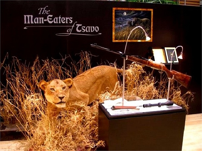 Hai con sư tử này được mô tả rằng rất to lớn. Chúng dài khoảng hơn 3m, lớn hơn nhiều so với những con sư tử thường thấy ở Tsavo