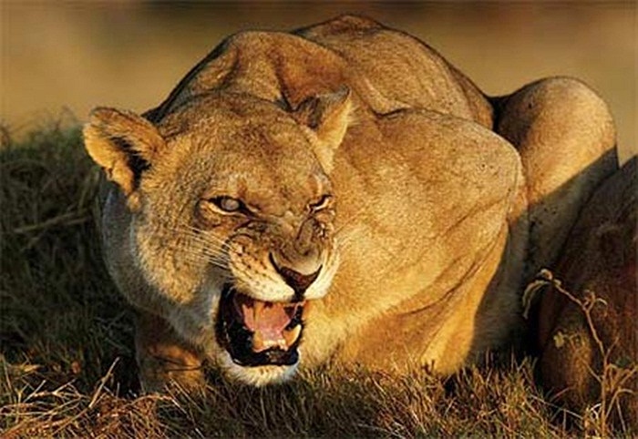 Nhưng chỉ một thời gian sau, chúng trở nên dạn dĩ hơn. Chúng không phải lén ăn con mồi từ các bụi rậm mà tiến hành ngay tại khu vực cách lều chỉ vài ba mét