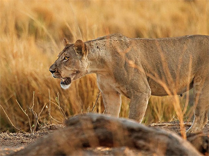 Một vài người khác cho rằng đó là linh hồn giận dữ của những tộc trưởng cổ phản đối sự phá hủy vương quốc của họ