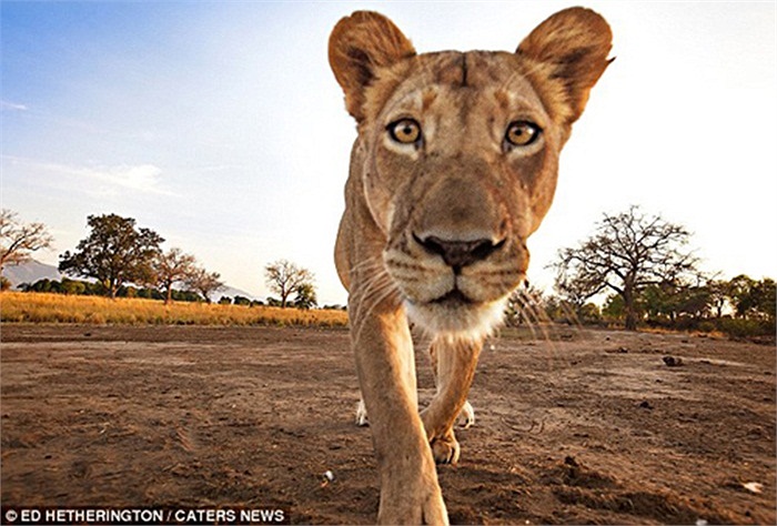 Cuối cùng, việc xây dựng tuyến đường sắt buộc phải dừng lại bởi không ai muốn trở thành nạn nhân tiếp theo của 'loài quỷ sát thủ' này 