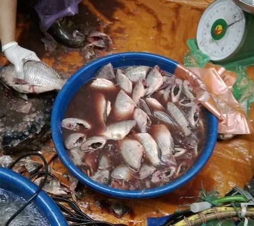 cá hỏng