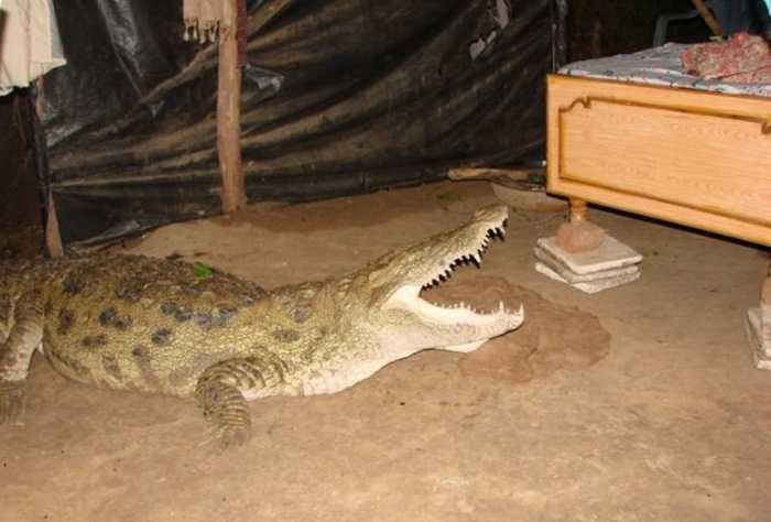 cá sấu ấn độ