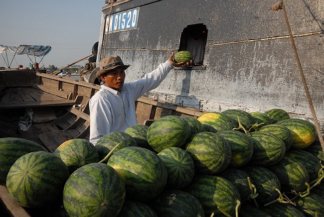 Những chiếc xuồng, ghe chở đầy nông sản tụ lại họp thành chợ nổi trên sông.Anh Đặng Thành Tài, có hơn 13 năm trong giới thương hồ buôn bán trái cây ở chợ nổi Phong Điền, TP. Cần Thơ. Công việc của anh Tài là thu mua trái cây của nhà vườn đem ra rồi đ