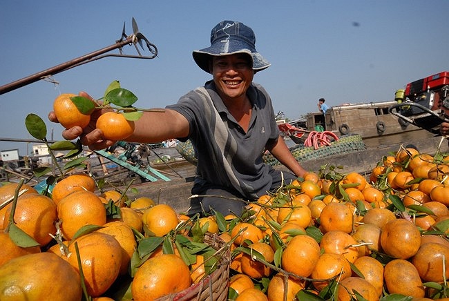 Nhà vườn mang trái cây chất đầy ắp các ghe xuồng để bán cho giới thương hồ ở chợ nổi.