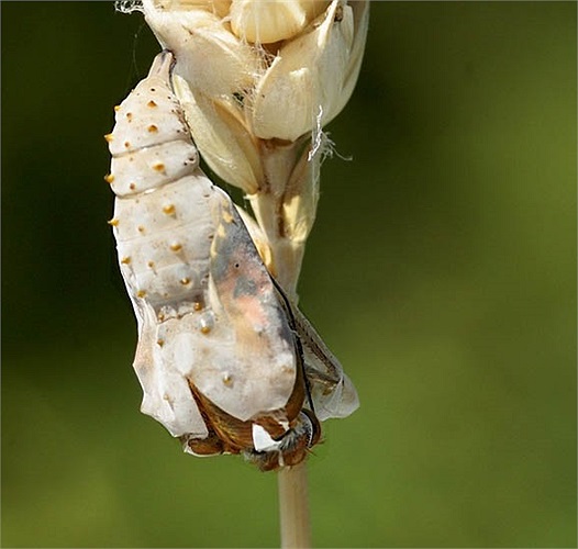 Bướm Painted Lady là một trong những loài đẹp nhất trong thế giới côn trùng. Hình ảnh đầu tiên cho thấy con bướm đang cố phá vỡ lớp vỏ nhộng để thò đầu ra trước. 
