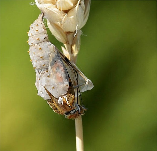 Lớp vỏ nhộng trở nên mỏng và trong suốt vào những ngày con bướm chuẩn bị lột xác. Con bướm dùng hết sức đẩy hai chân trước ra ngoài. 