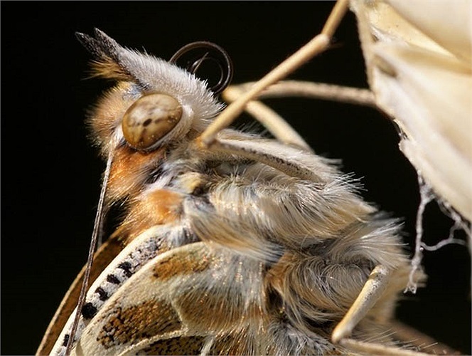 Con bướm vẫn kiên nhẫn chờ đợi cơ thể khô ráo hoàn toàn. 