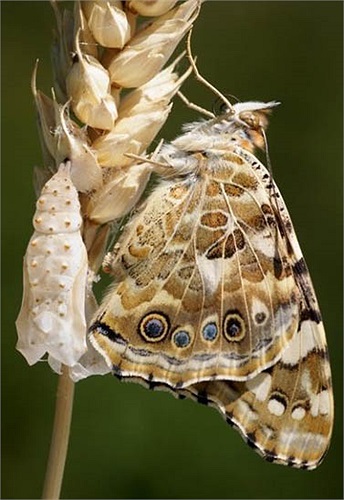 Sau vài giây nữa, sinh vật này sẽ cất cánh và tìm kiếm bạn đời, thức ăn trong thời gian chỉ 2 tuần rồi chết. 