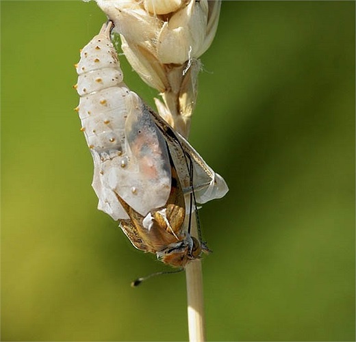 Một chiếc râu bật ra từ sâu trong vỏ nhộng. Quá trình lột xác diễn ra chậm rãi kéo dài tới 24 giờ. 