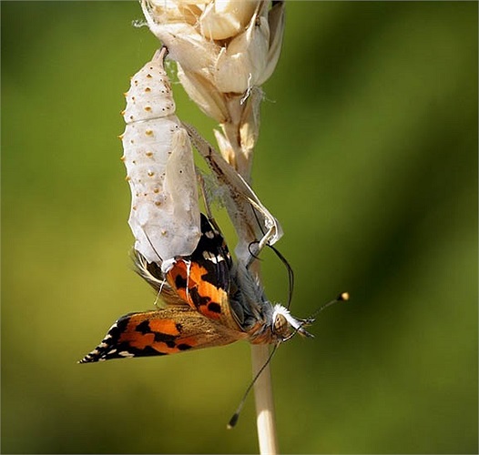 Chiếc cánh đầu tiên được giải phóng sau thời gian biến đổi trong vỏ nhộng từ 7 đến 11 ngày. Trước đó, con nhộng khá mềm mại nhưng nó dần khô cứng cho tới ngày lột xác. Con bướm bơm căng chiếc cánh bằng một chất có tên hemolymph. 