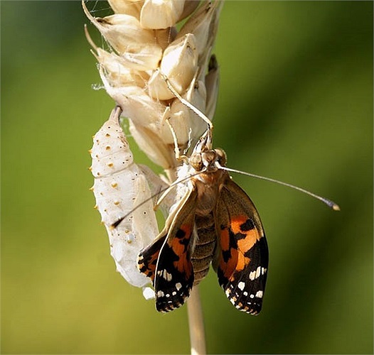 Trong khi đôi cánh đang khô lại thì con bướm kiểm tra chiếc vòi cong chuyên dùng để hút mật hoa sau này bằng cánh liên tục thò ra thụt lại.
